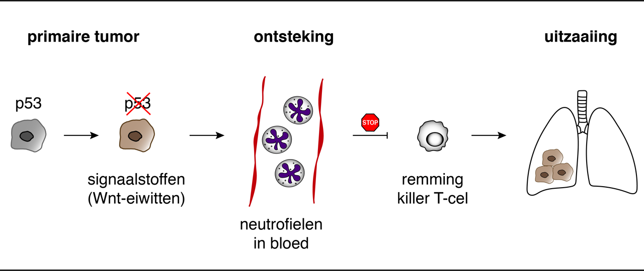 Wellenstein Et Al Stop7