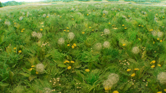 Patrick Jacobs Dandelion Fields CU