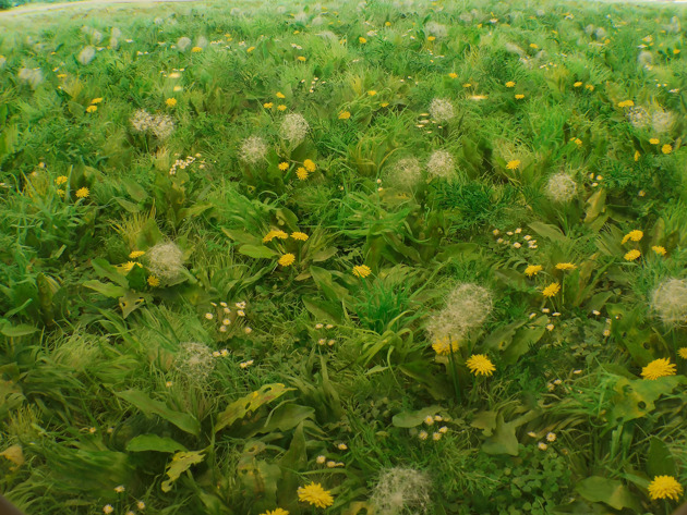 Patrick Jacobs Dandelion Fields CU