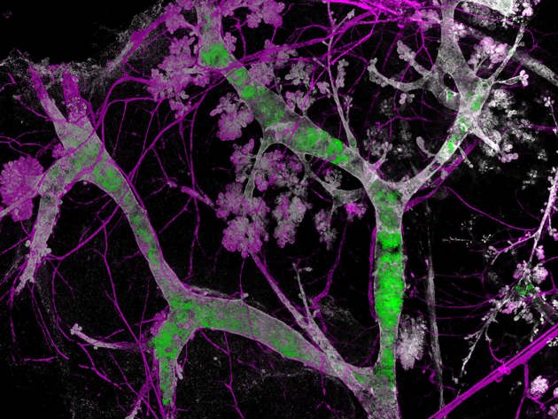 borststamcellen 12M Detailed Sm