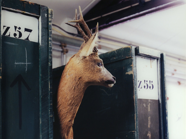 Danilelle van Ark - Deer