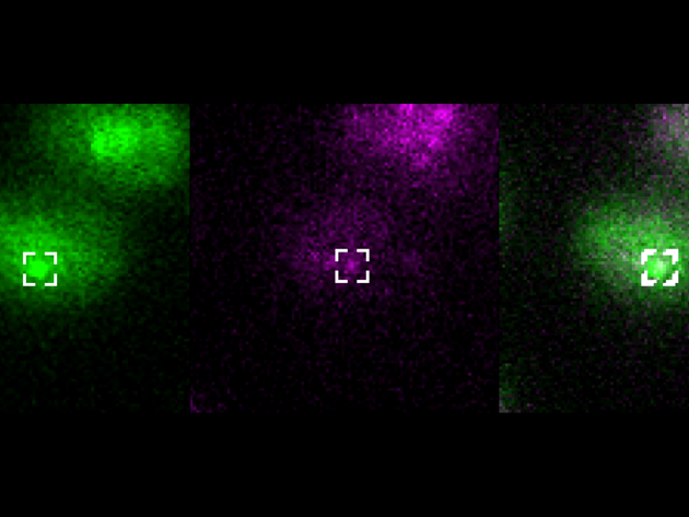 Molecular Cell Tineke Lenstra