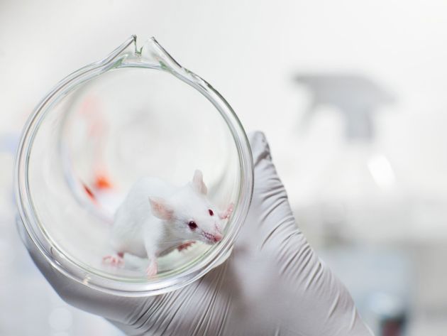 proefdierenonderzoek muis