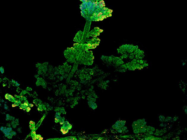 Nr 2A Pulvermillie Imagecontest Cleaned Scaled Bicubic Sm