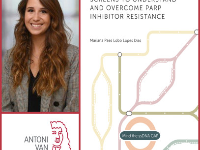 Collage Mariana Paes Dias Rood