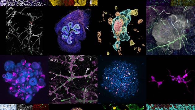 Montage Collage Image Contest2