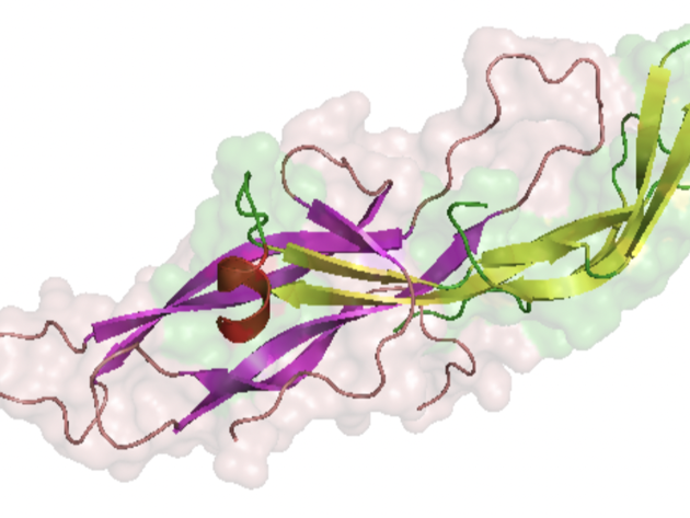 Trofoblast 3 Voorhetgesprek Hcg