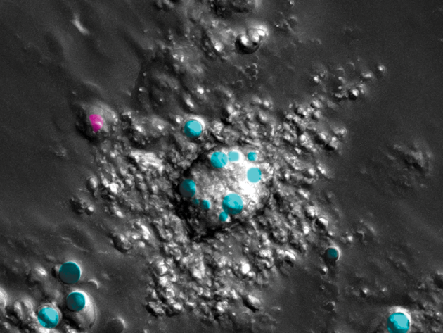 Picture Arnoldus Et Al