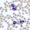 Foto Neutrophils Kdv