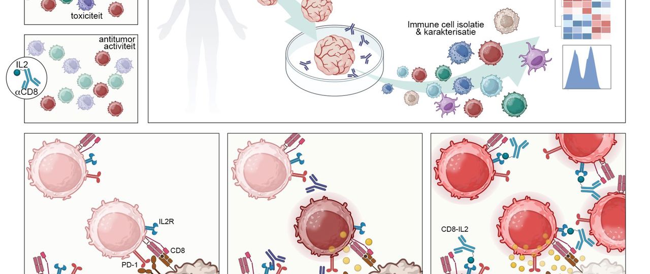 Publicatie Daniela Thommen Figure CD8 IL2 Dutch