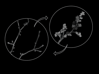 Hormonal Cycle Version 2 Zoom
