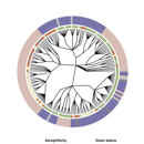 Stamboom in uitzaaiingen Battaglia Fig1a
