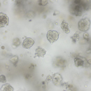 Organoids