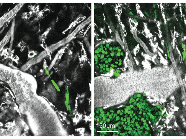 Intravitale Microscoop NRC